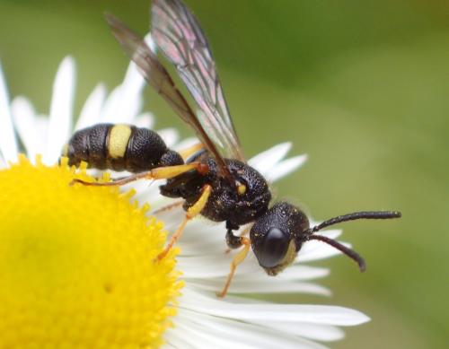 Réf. 262 093 : Cerceris rybyensis